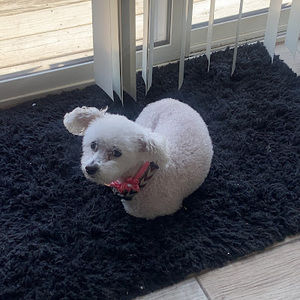 Meet your Posher, Genesis